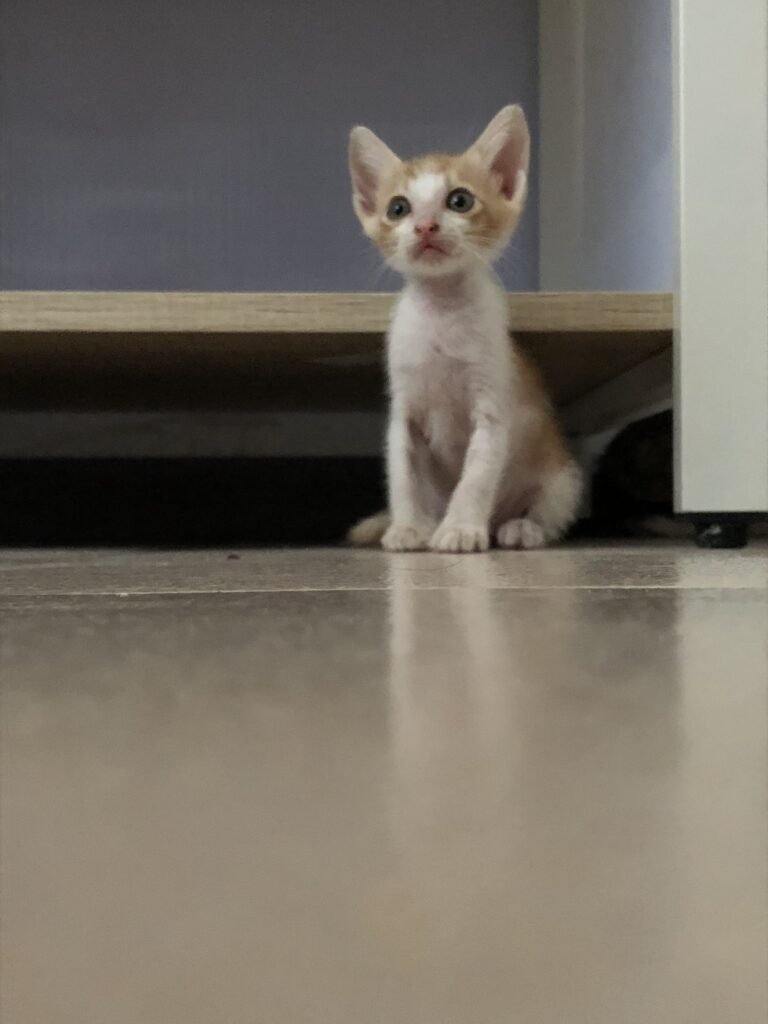 Archie — Pet Profile
