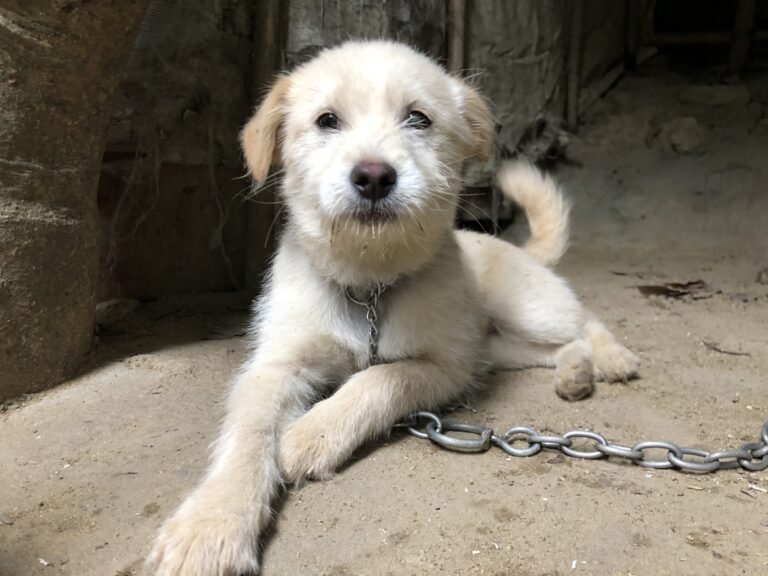 Biscuit — Pet Profile