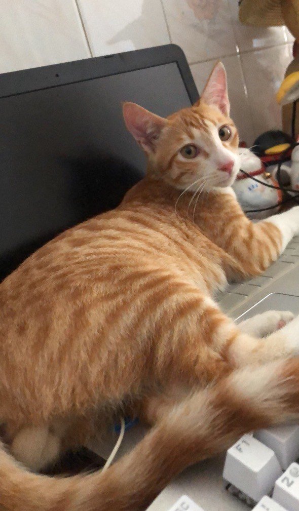 Ginger — Pet Profile