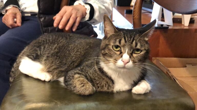 Lady — Pet Profile
