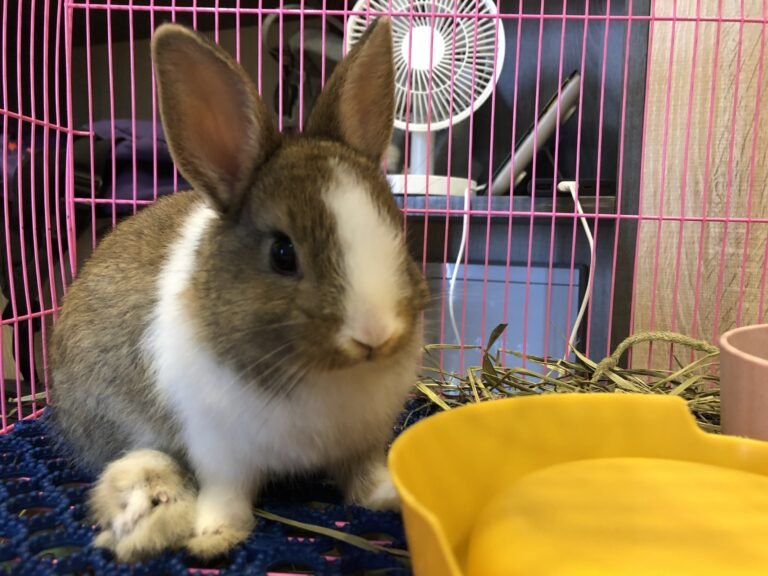 Mochi — Pet Profile