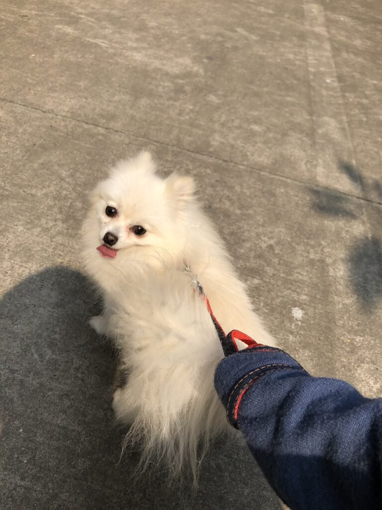Nori — Pet Profile
