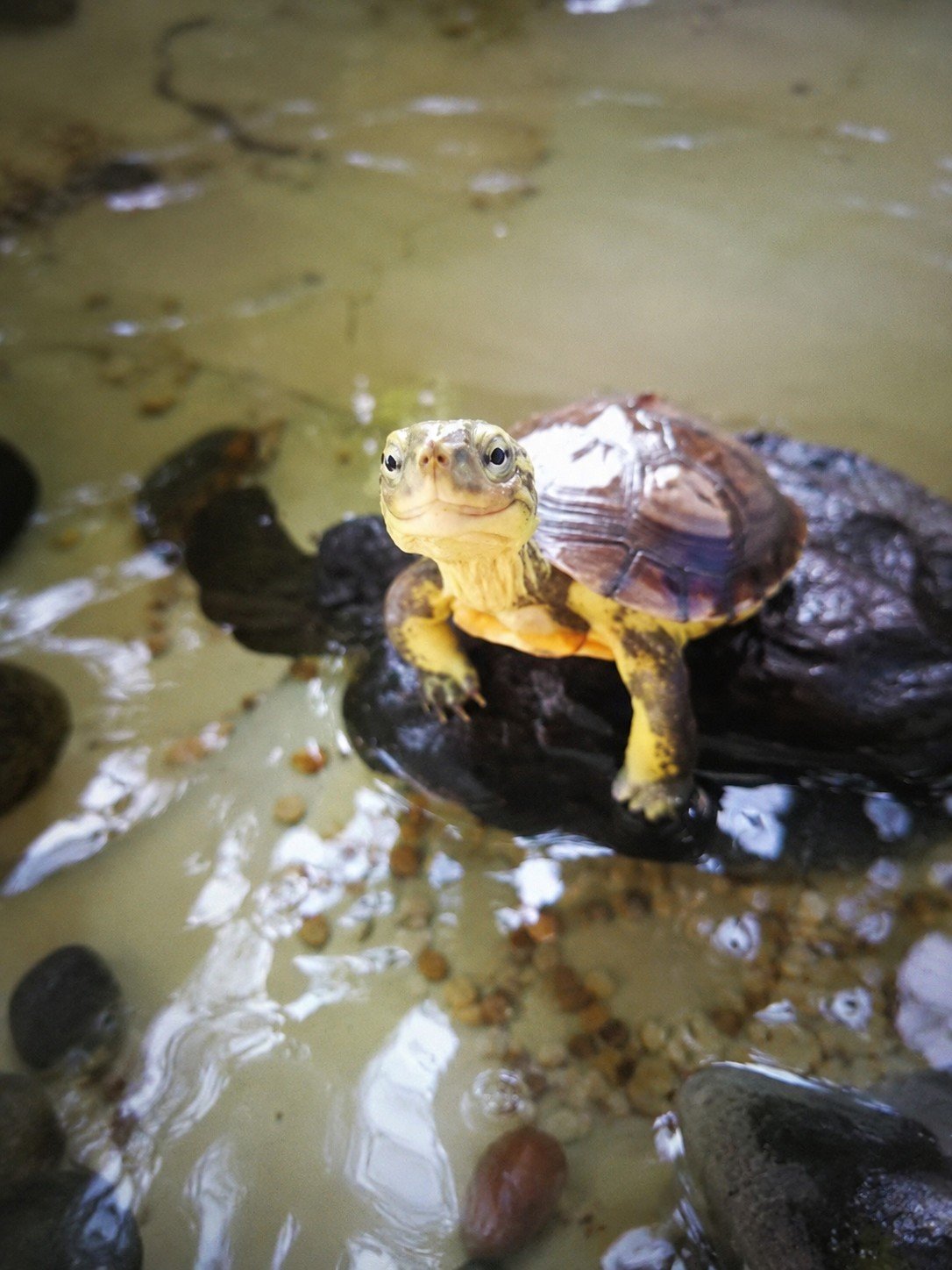 Olive’s Memorial Garden photograph