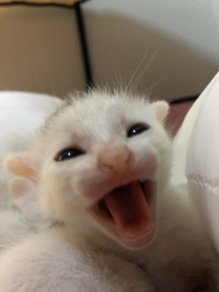 Pearl — Pet Profile