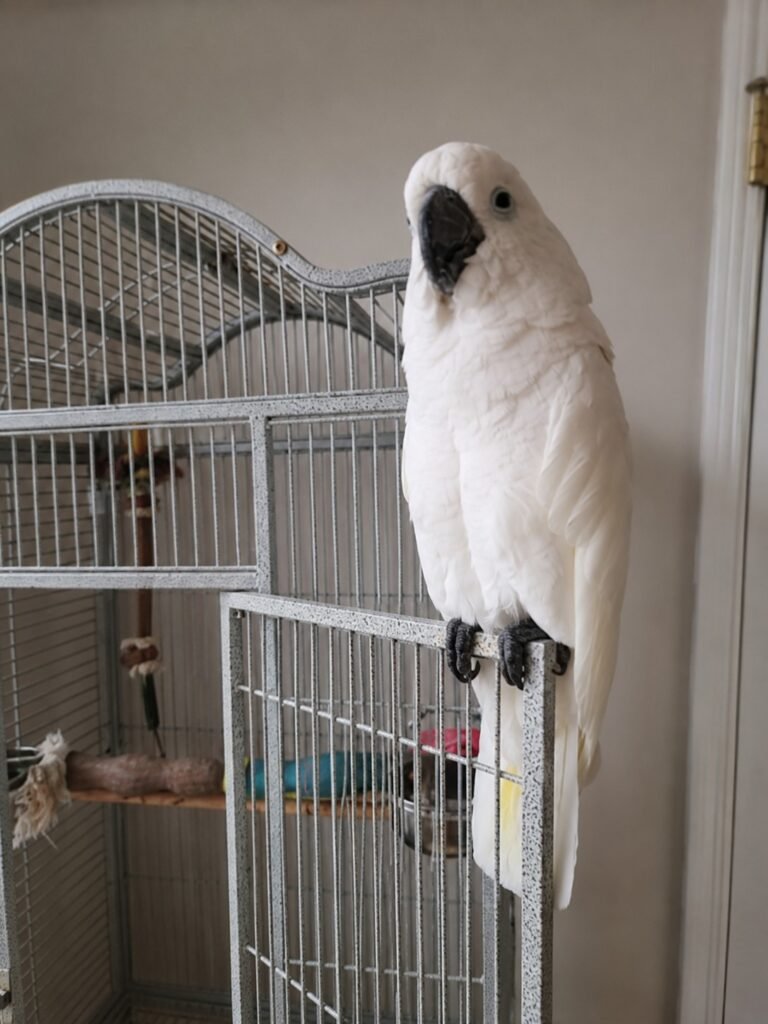 Pico — Pet Profile