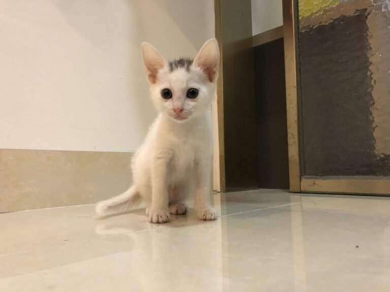 Poppy — Pet Profile