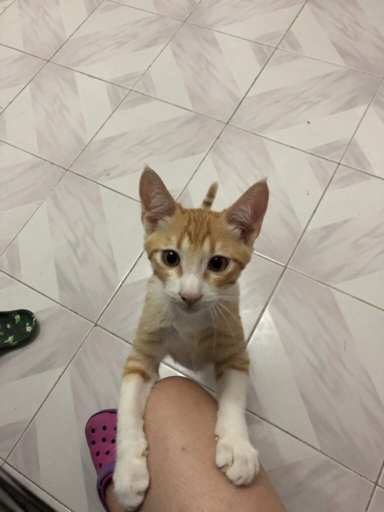 Sunny — Pet Profile