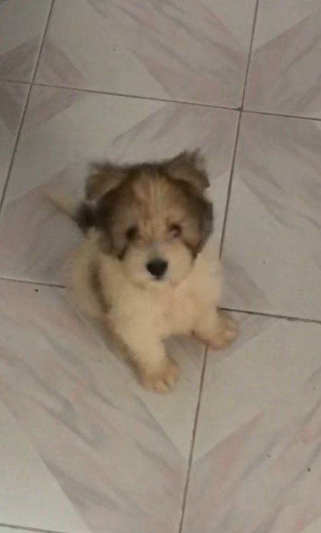 Teddy — Pet Profile